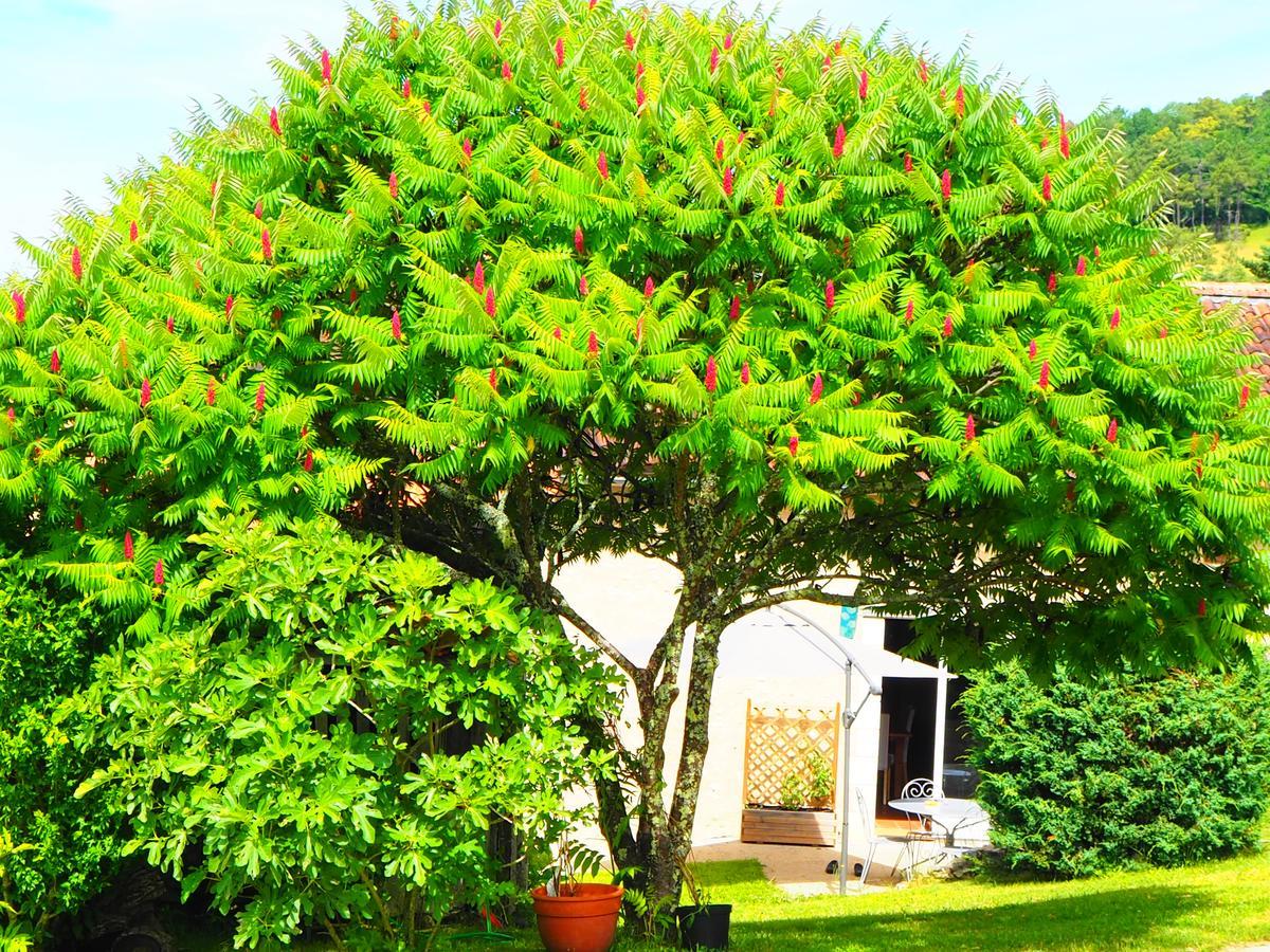La Belle Verte Grignols  Exterior foto
